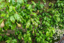 Фото - Декоративная груша — вьющаяся: сорта, особенности посадки и ухода за деревом