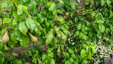 Фото - Декоративная груша — вьющаяся: сорта, особенности посадки и ухода за деревом