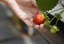Фото - 5 видов ягод, которые можно вырастить на подоконнике
